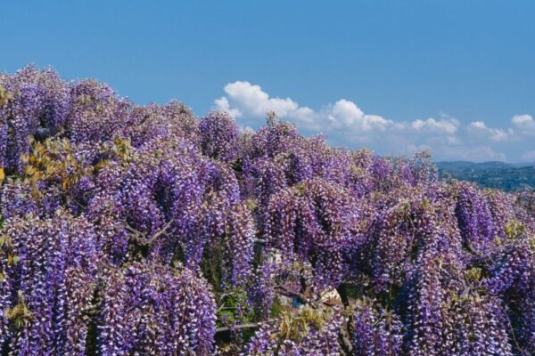 A Villa Bardini un ciclo di lezioni sul paesaggio e la crisi climatica per insegnanti