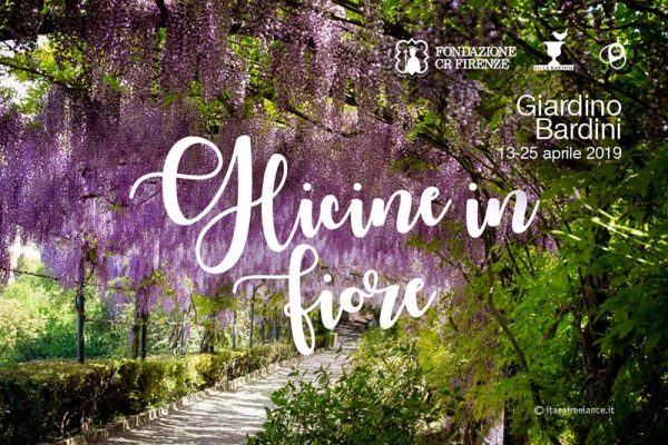 Glicine in fiore al Giardino Bardini