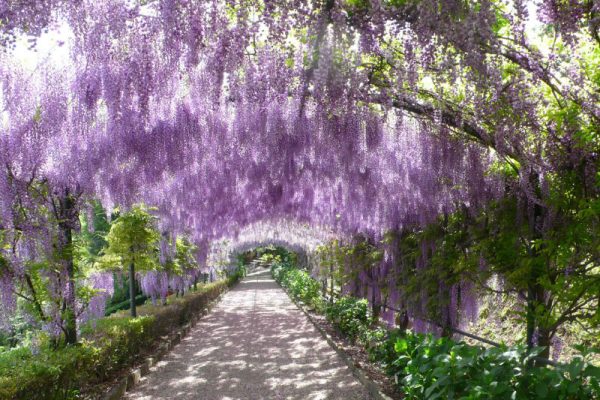 Glicine in fiore al Giardino Bardini