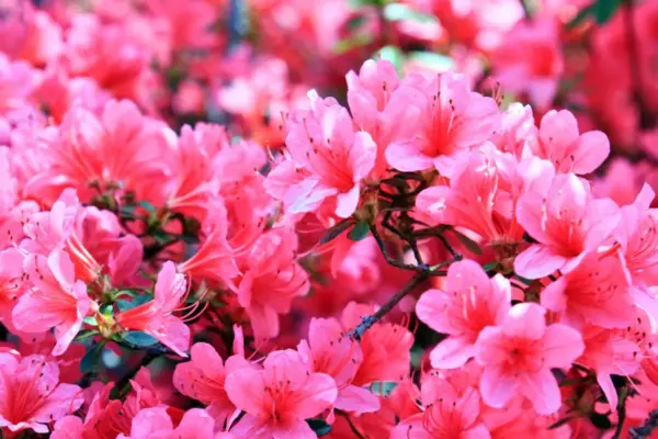 Fiori di primavera: il fascino delle Azalee