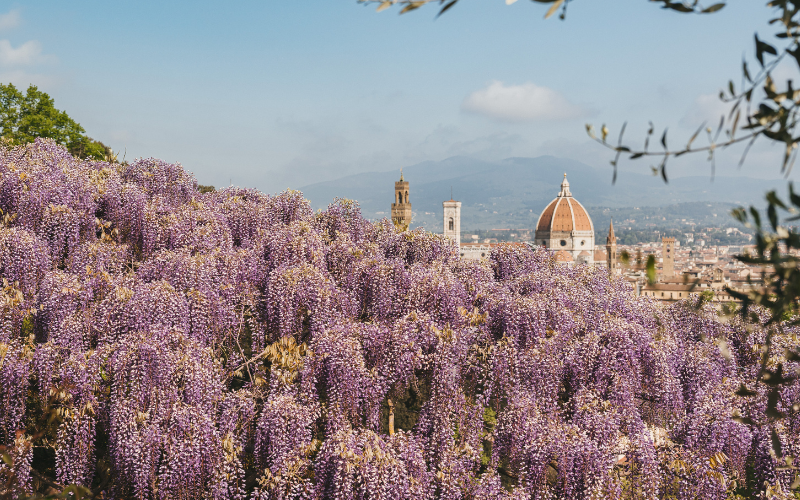 A Villa Bardini torna la fioritura del glicine nella celebre pergola