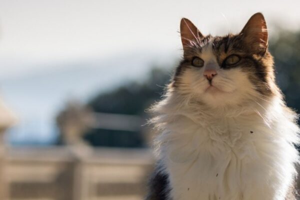 Addio a Lula, la mascotte di Villa Bardini