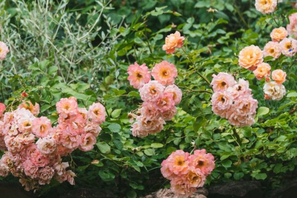 Nuove rose in fiore lungo la scalinata barocca