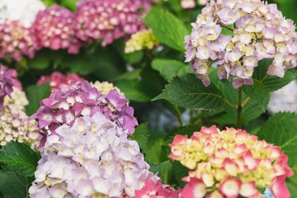 Le ortensie del Giardino Bardini: nuove fioriture il sentiero lungo le mura medievali